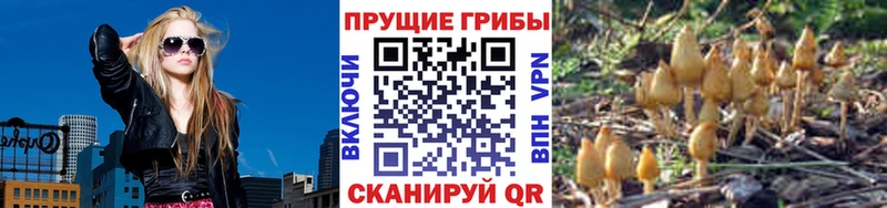 где купить наркоту  Поворино  Псилоцибиновые грибы GOLDEN TEACHER 